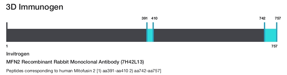 MFN2 Recombinant Rabbit Monoclonal Antibody (7H42L13)