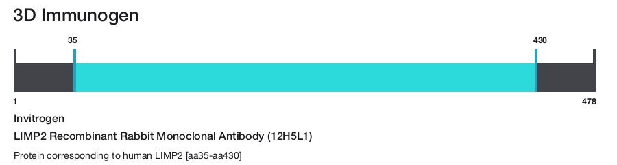 LIMP2 Recombinant Rabbit Monoclonal Antibody (12H5L1)