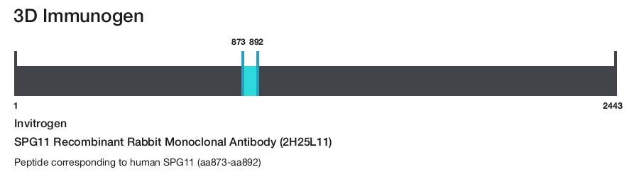SPG11 Recombinant Rabbit Monoclonal Antibody (2H25L11)