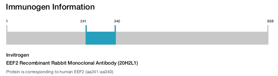 EEF2 Recombinant Rabbit Monoclonal Antibody (20H2L1)