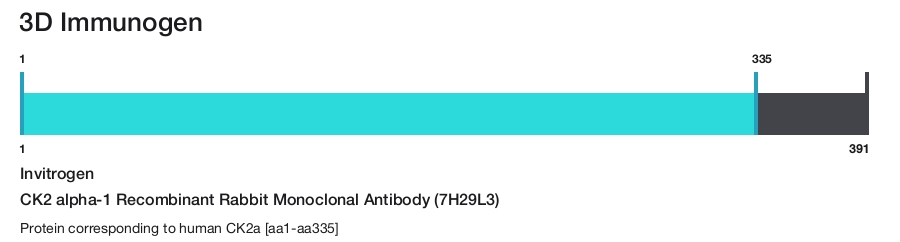 CK2 alpha-1 Recombinant Rabbit Monoclonal Antibody (7H29L3)