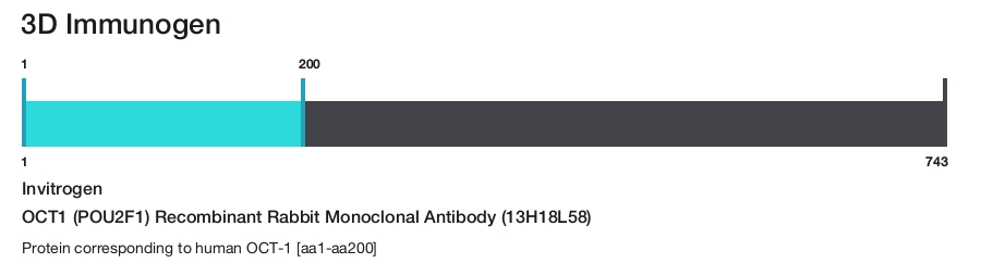 OCT1 (POU2F1) Recombinant Rabbit Monoclonal Antibody (13H18L58)