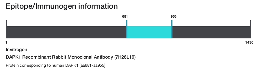 DAPK1 Recombinant Rabbit Monoclonal Antibody (7H26L19)