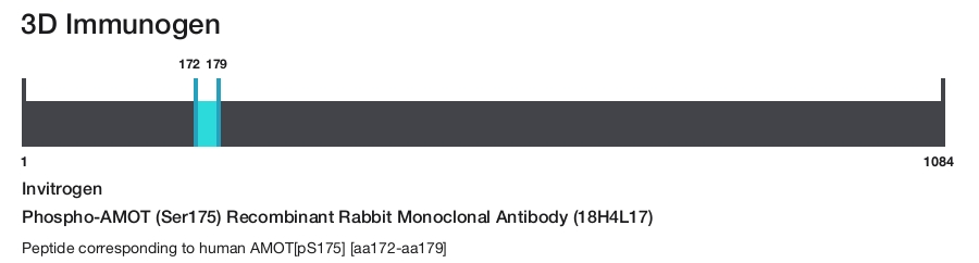 Phospho-AMOT (Ser175) Recombinant Rabbit Monoclonal Antibody (18H4L17)
