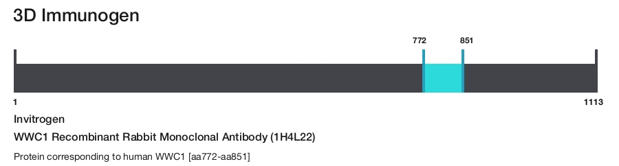 WWC1 Recombinant Rabbit Monoclonal Antibody (1H4L22)