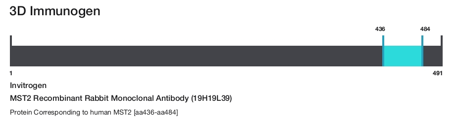 MST2 Recombinant Rabbit Monoclonal Antibody (19H19L39)