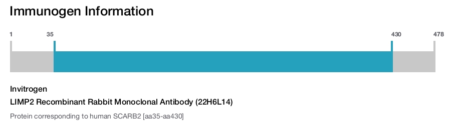 LIMP2 Recombinant Rabbit Monoclonal Antibody (22H6L14)