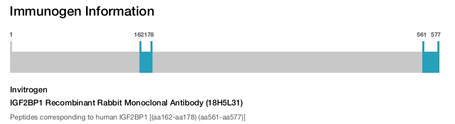 IGF2BP1 Recombinant Rabbit Monoclonal Antibody (18H5L31)