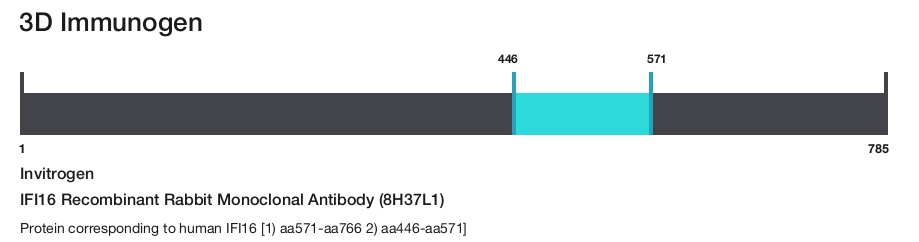 IFI16 Recombinant Rabbit Monoclonal Antibody (8H37L1)