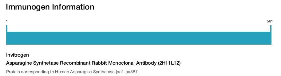 Asparagine Synthetase Recombinant Rabbit Monoclonal Antibody (2H11L12)