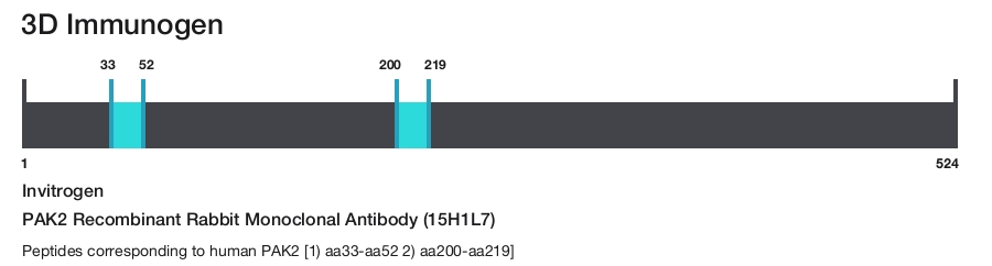 PAK2 Recombinant Rabbit Monoclonal Antibody (15H1L7)