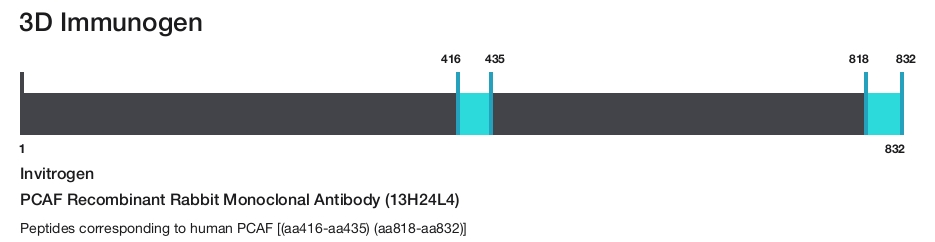 PCAF Recombinant Rabbit Monoclonal Antibody (13H24L4)