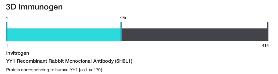 YY1 Recombinant Rabbit Monoclonal Antibody (6H6L1)