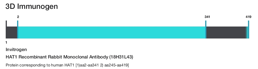HAT1 Recombinant Rabbit Monoclonal Antibody (18H31L43)