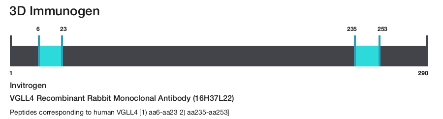VGLL4 Recombinant Rabbit Monoclonal Antibody (16H37L22)