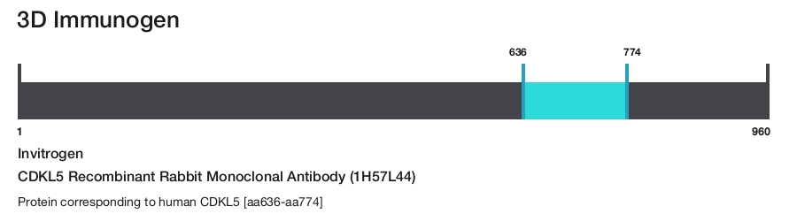 CDKL5 Recombinant Rabbit Monoclonal Antibody (1H57L44)