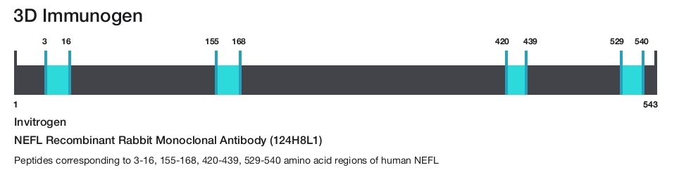 NEFL Recombinant Rabbit Monoclonal Antibody (124H8L1)