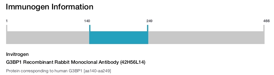 G3BP1 Recombinant Rabbit Monoclonal Antibody (42H56L14)