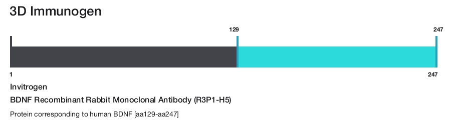 BDNF Recombinant Rabbit Monoclonal Antibody (R3P1-H5)