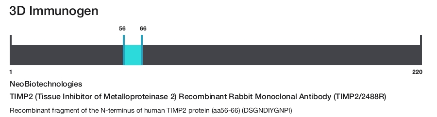 TIMP2 (Tissue Inhibitor of Metalloproteinase 2) Recombinant Rabbit Monoclonal Antibody (TIMP2/2488R)