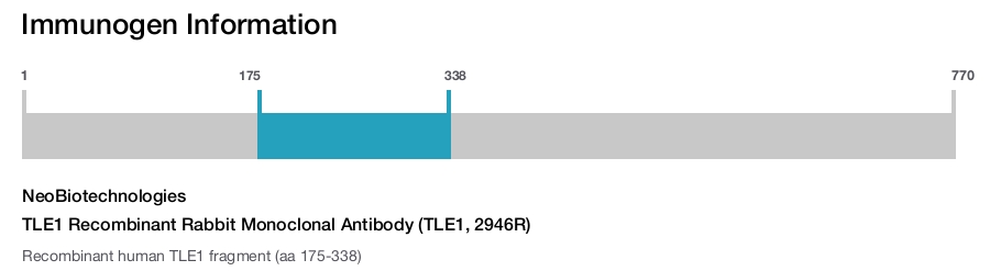 TLE1 Recombinant Rabbit Monoclonal Antibody (TLE1, 2946R)