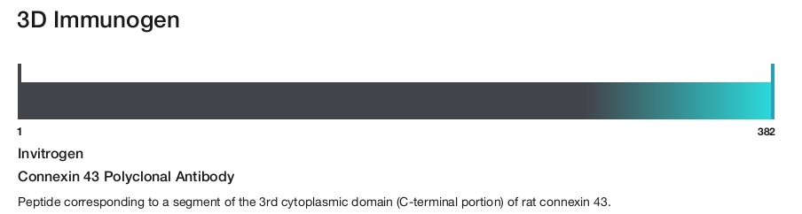 Connexin 43 Polyclonal Antibody