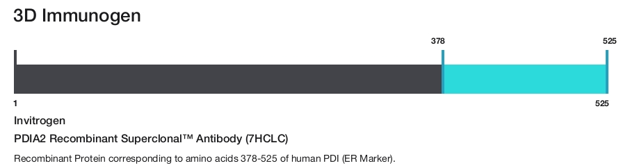 PDIA2 Recombinant Superclonal&trade; Antibody (7HCLC)