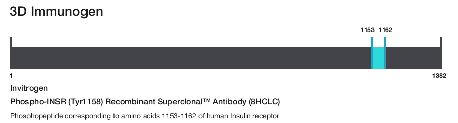 Phospho-INSR (Tyr1158) Recombinant Superclonal&trade; Antibody (8HCLC)