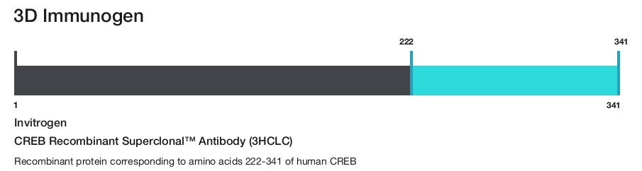 CREB Recombinant Superclonal&trade; Antibody (3HCLC)