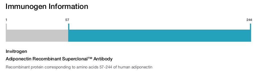 Adiponectin Recombinant Superclonal&trade; Antibody
