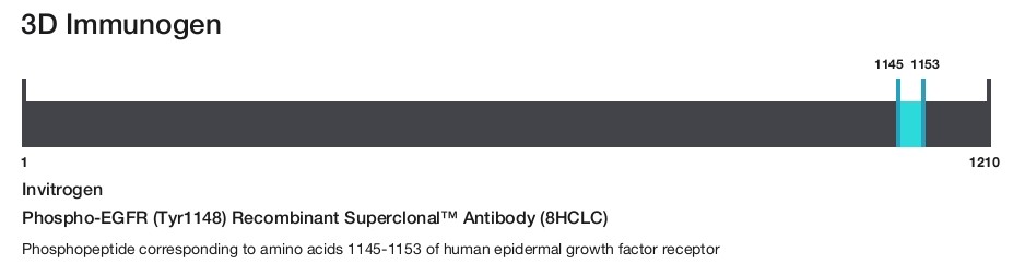 Phospho-EGFR (Tyr1148) Recombinant Superclonal&trade; Antibody (8HCLC)