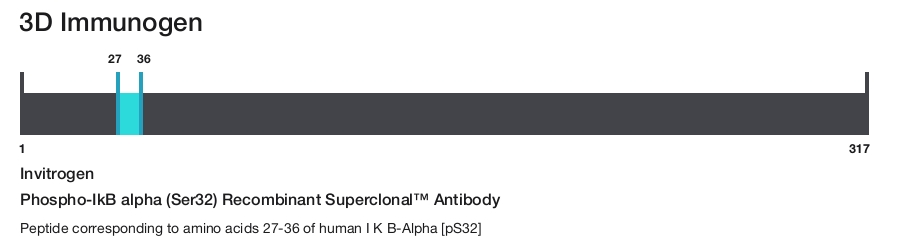 Phospho-IkB alpha (Ser32) Recombinant Superclonal&trade; Antibody
