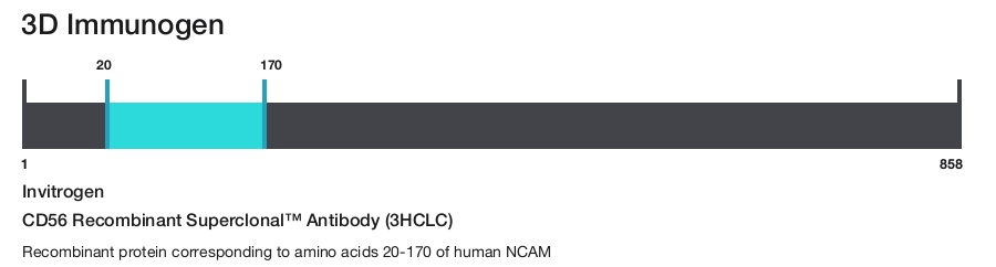 CD56 Recombinant Superclonal&trade; Antibody (3HCLC)