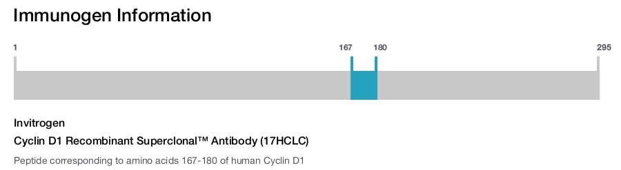 Cyclin D1 Recombinant Superclonal™ Antibody (17HCLC)