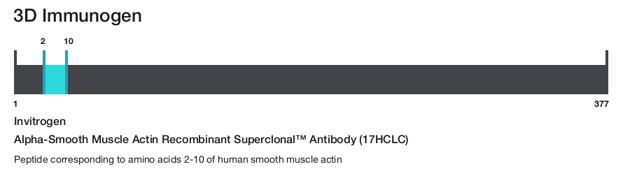 Alpha-Smooth Muscle Actin Recombinant Superclonal&trade; Antibody (17HCLC)