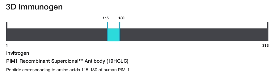 PIM1 Recombinant Superclonal&trade; Antibody (19HCLC)