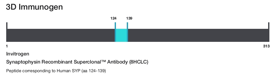 Synaptophysin Recombinant Superclonal&trade; Antibody (8HCLC)