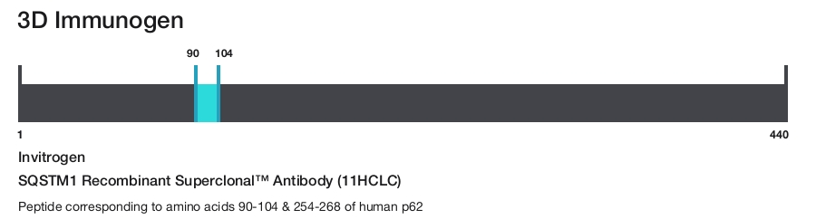 SQSTM1 Recombinant Superclonal&trade; Antibody (11HCLC)