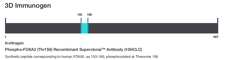Phospho-FOXA2 (Thr156) Recombinant Superclonal&trade; Antibody (10HCLC)