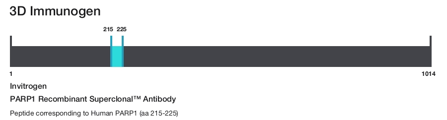 PARP1 Recombinant Superclonal&trade; Antibody