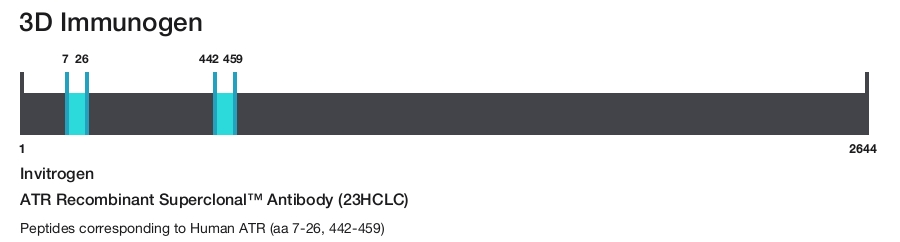 ATR Recombinant Superclonal&trade; Antibody (23HCLC)