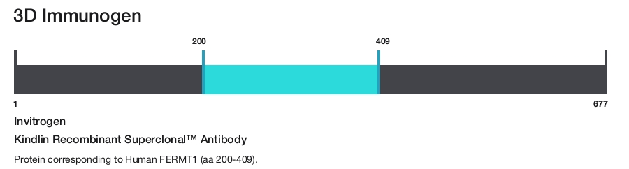 Kindlin Recombinant Superclonal&trade; Antibody