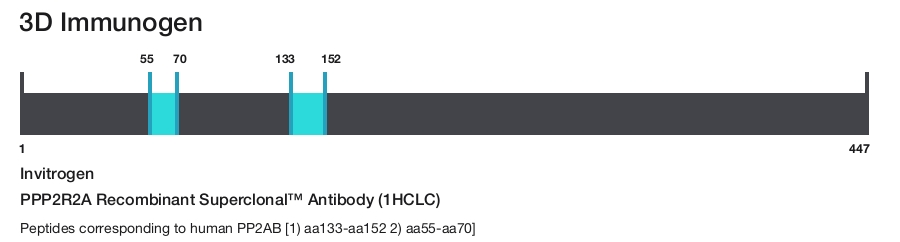 PPP2R2A Recombinant Superclonal&trade; Antibody (1HCLC)