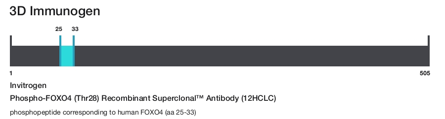 Phospho-FOXO4 (Thr28) Recombinant Superclonal&trade; Antibody (12HCLC)
