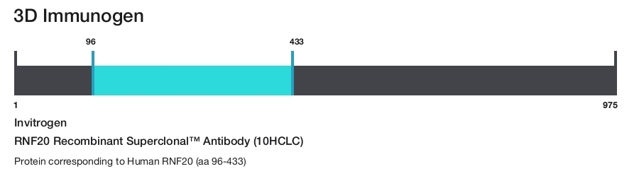 RNF20 Recombinant Superclonal&trade; Antibody (10HCLC)