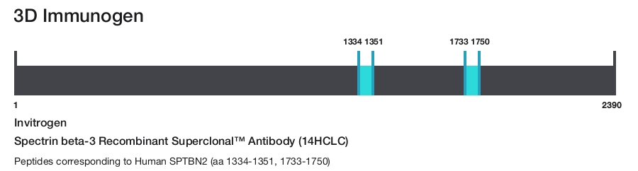 Spectrin beta-3 Recombinant Superclonal&trade; Antibody (14HCLC)