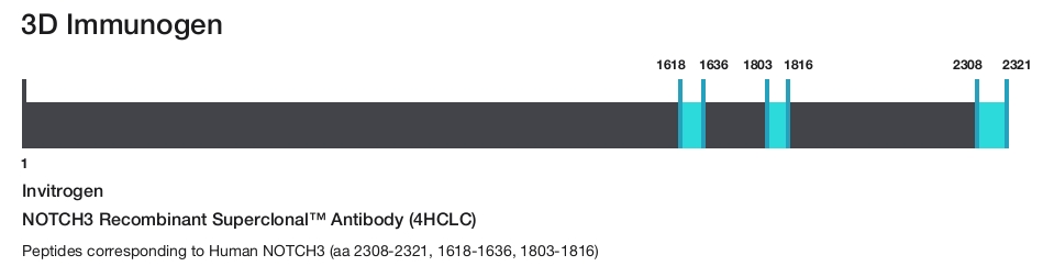 NOTCH3 Recombinant Superclonal&trade; Antibody (4HCLC)