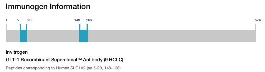 GLT-1 Recombinant Superclonal™ Antibody (9 HCLC)