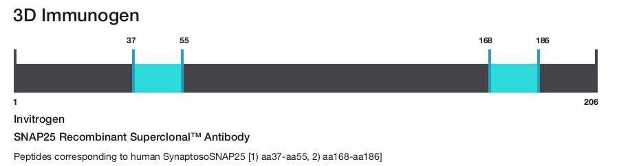 SNAP25 Recombinant Superclonal&trade; Antibody