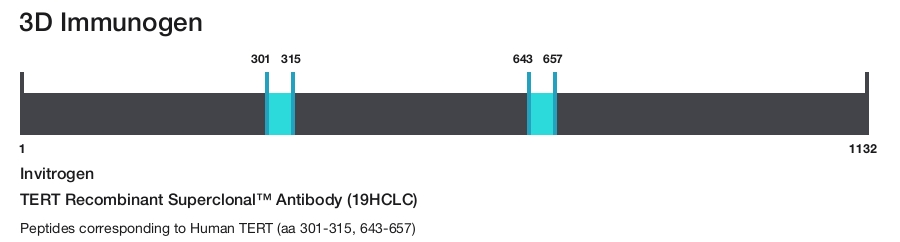 TERT Recombinant Superclonal&trade; Antibody (19HCLC)